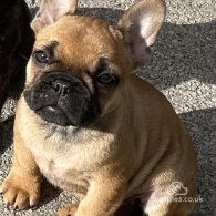 French Bulldog - Bitches