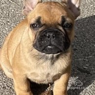 French Bulldog - Bitches