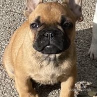 French Bulldog - Bitches