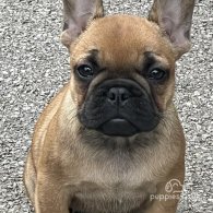 French Bulldog - Bitches