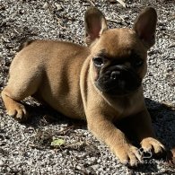 French Bulldog - Bitches