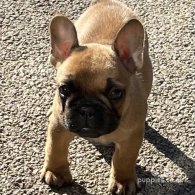 French Bulldog - Bitches