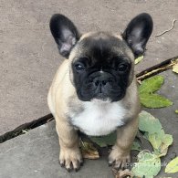 French Bulldog - Dogs