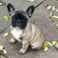 French Bulldog - Dogs