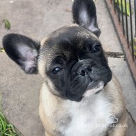 French Bulldog - Dogs