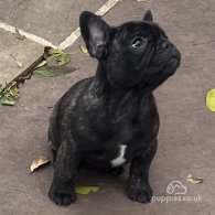 French Bulldog - Dogs