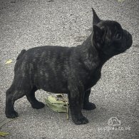 French Bulldog - Dogs