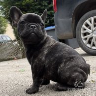 French Bulldog - Dogs