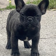 French Bulldog - Dogs