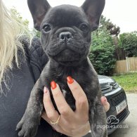 French Bulldog - Dogs