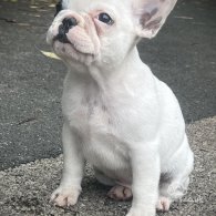 French Bulldog - Dogs