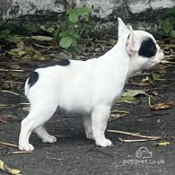 French Bulldog - Dogs