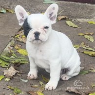 French Bulldog - Dogs