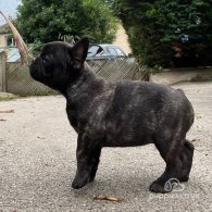 French Bulldog - Dogs