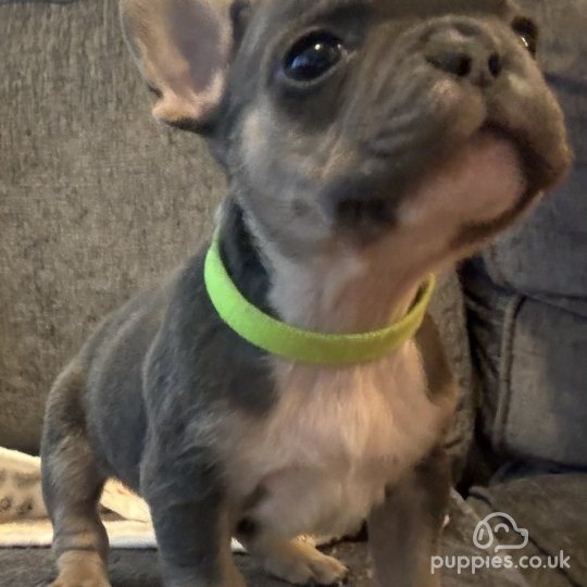 French Bulldog - Dogs