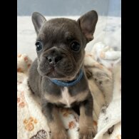 French Bulldog - Dogs