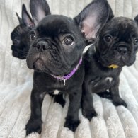 French Bulldog - Both