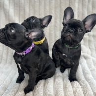 French Bulldog - Both