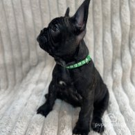 French Bulldog - Both