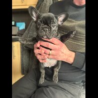 French Bulldog - Both