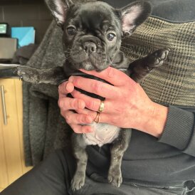 French Bulldog - Both