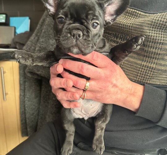 French Bulldog