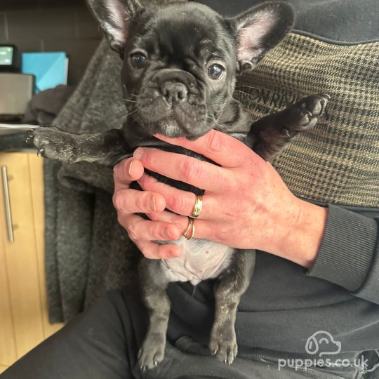 French Bulldog - Both