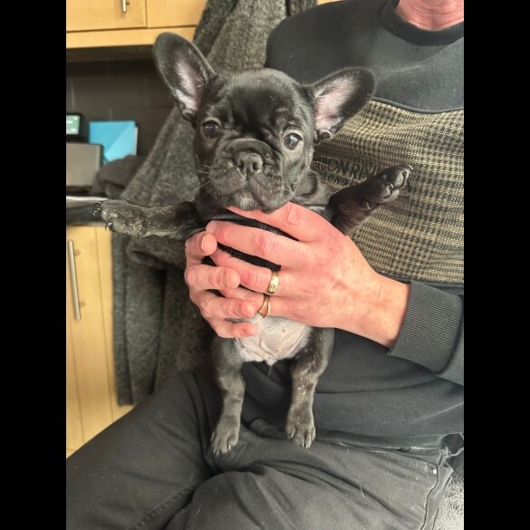 French Bulldog - Both