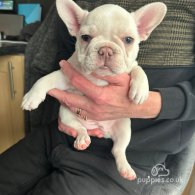 French Bulldog - Both