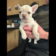 French Bulldog - Both