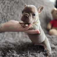 French Bulldog - Both