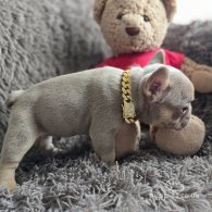 French Bulldog - Both