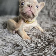 French Bulldog - Both