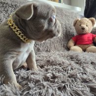 French Bulldog - Both