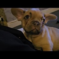 French Bulldog - Dogs