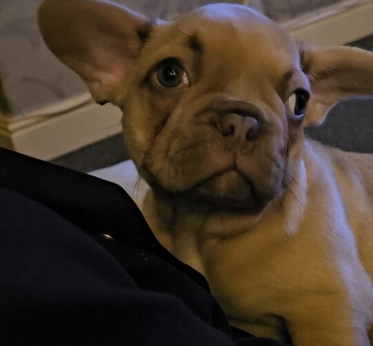 French Bulldog