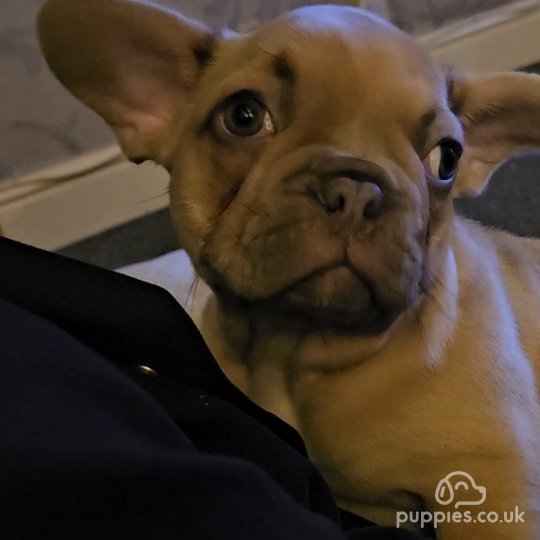 French Bulldog - Dogs