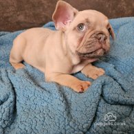 French Bulldog - Dogs