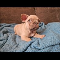 French Bulldog - Dogs