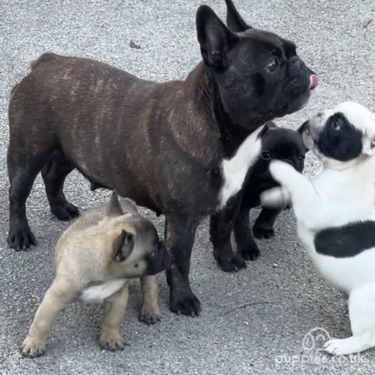 French Bulldog - Dogs