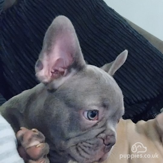 French Bulldog - Both