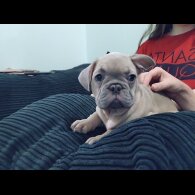 French Bulldog - Both