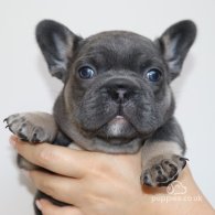 French Bulldog - Both