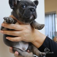 French Bulldog - Both