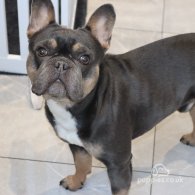 French Bulldog - Both