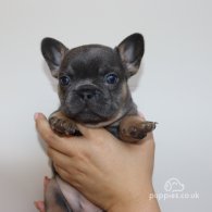 French Bulldog - Both