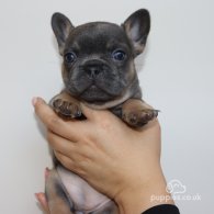 French Bulldog - Both