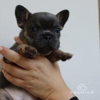 French Bulldog - Both