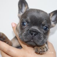 French Bulldog - Both