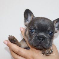 French Bulldog - Both